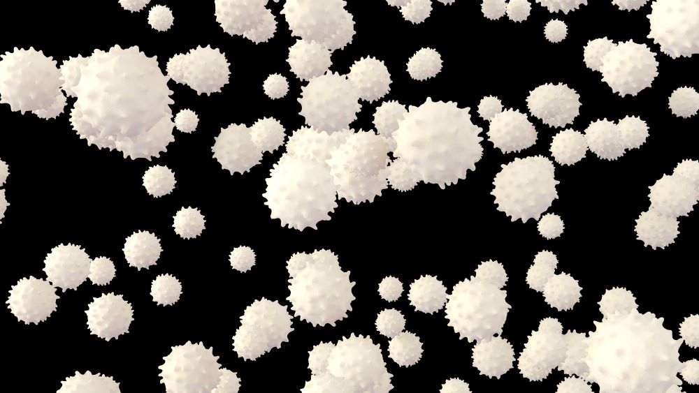 White Blood Cells 1000X667