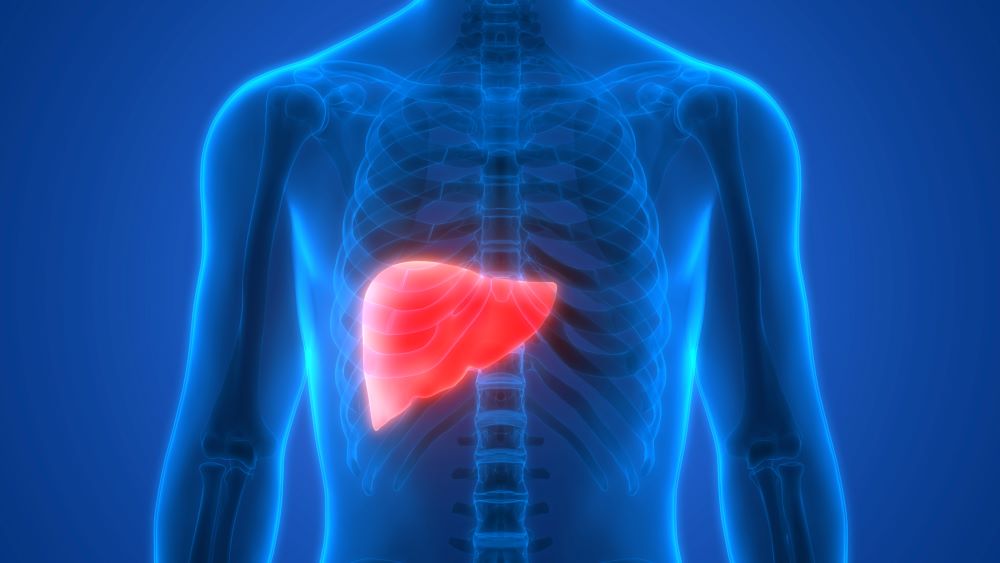 Liver 1000X667