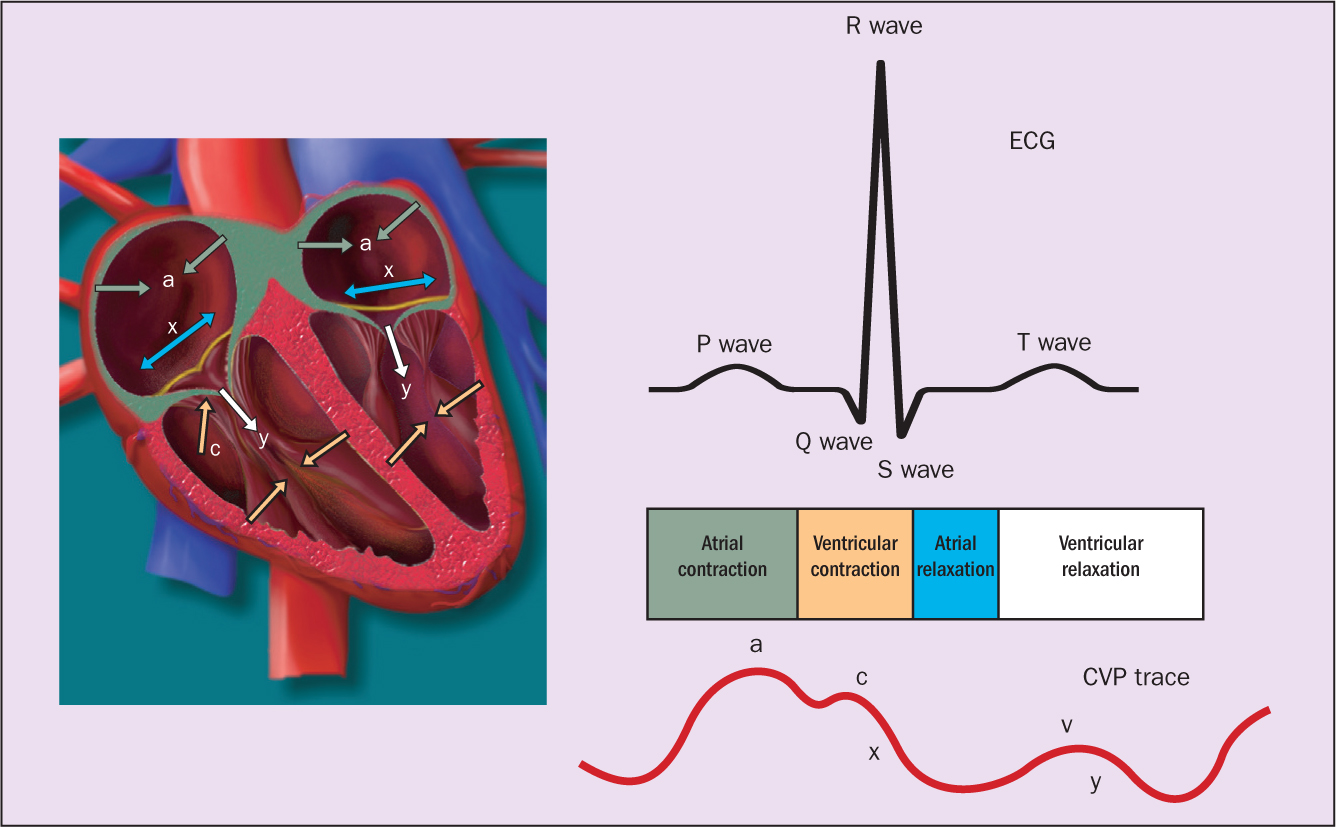 measuring central venous pressure