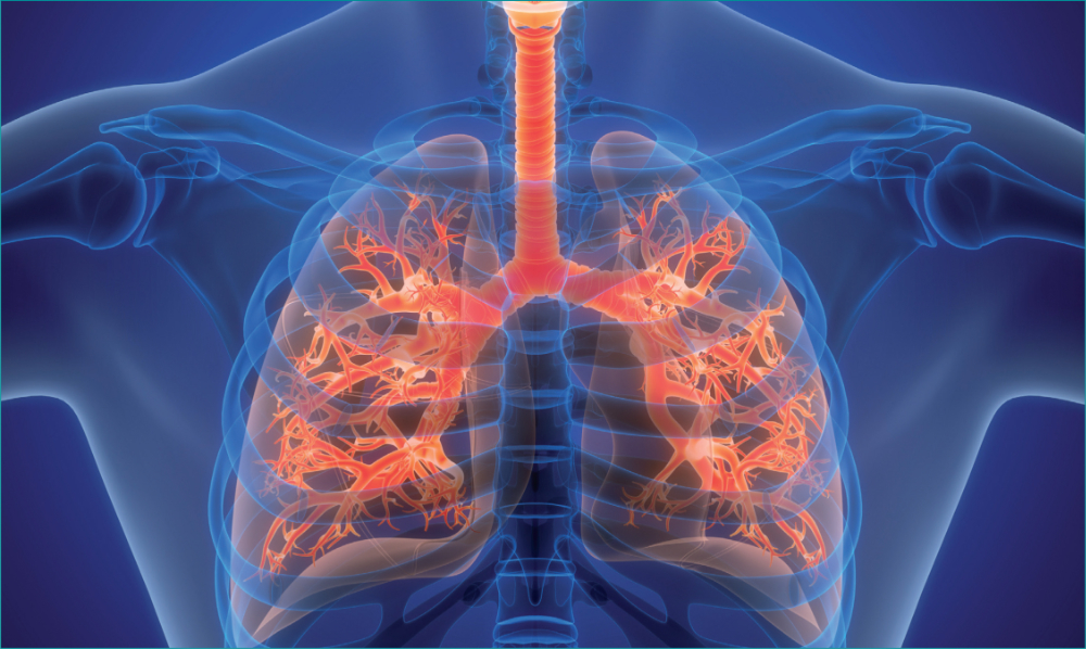 Respiratory System