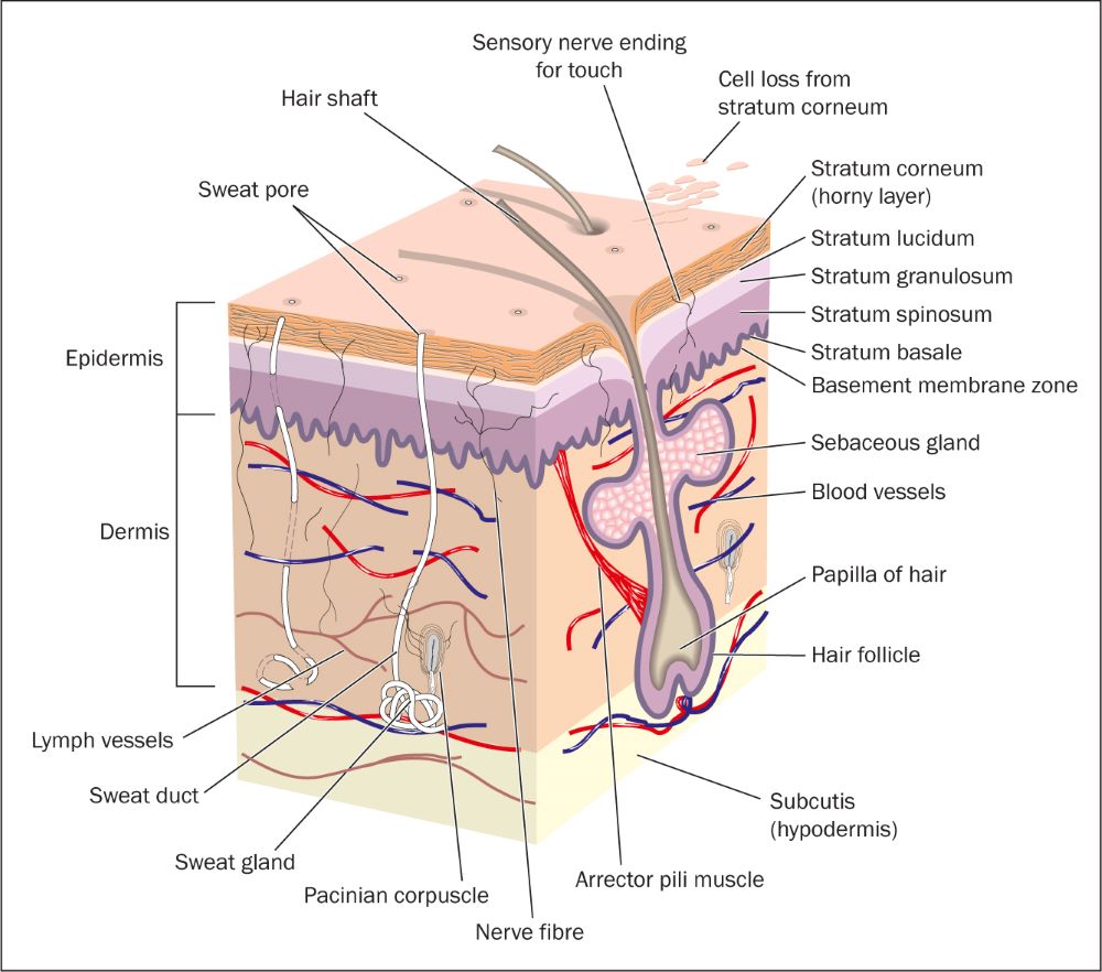 British Journal Of Nursing Skin Assessment In Adults