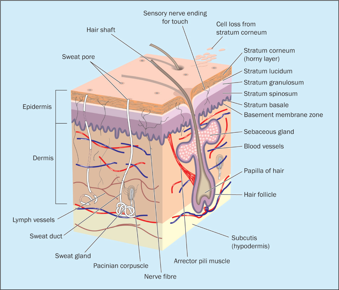 British Journal of Nursing - Moisture-associated skin damage: use of a ...