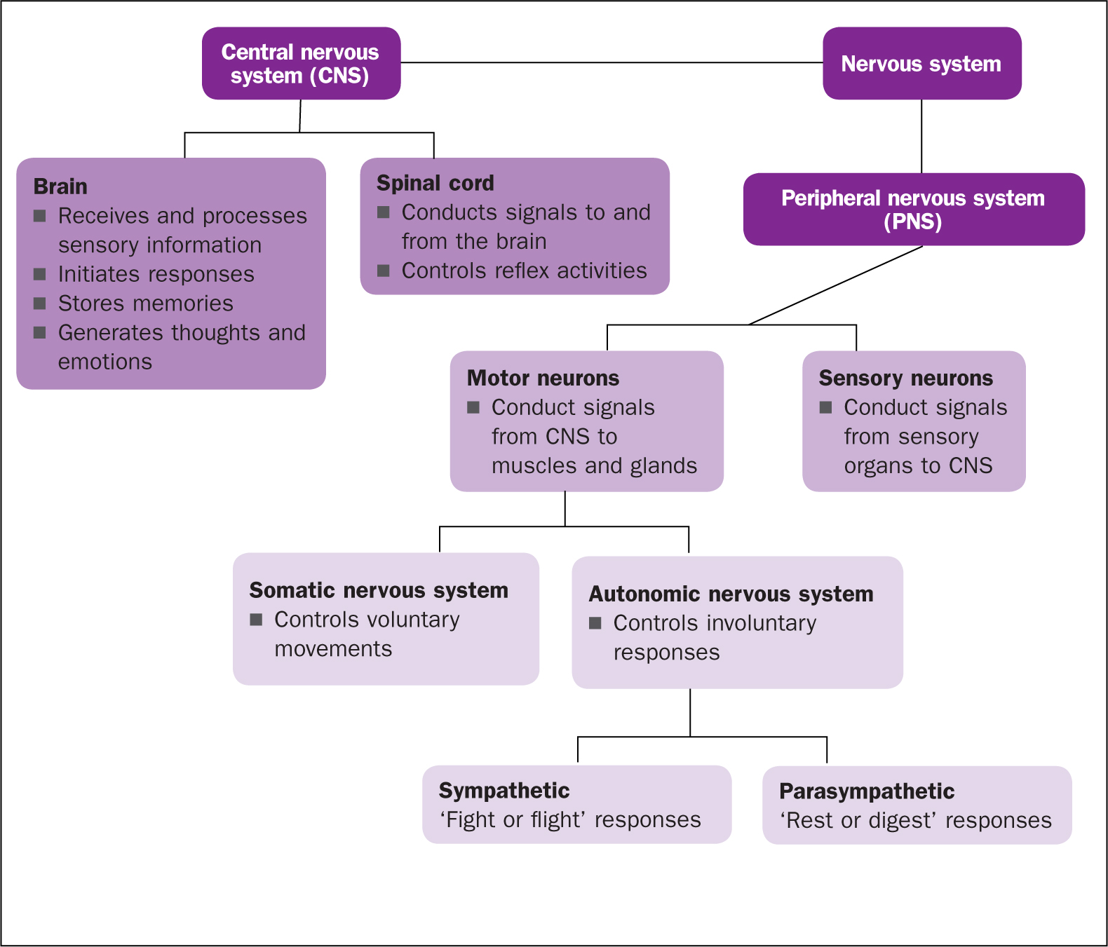 British Journal Of Nursing Neurological Assessment In Children And 